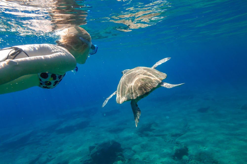 An Unforgettable Encounter with Turtles