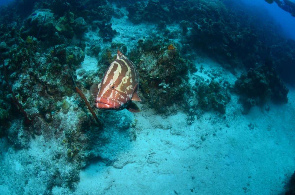 Vibrant coral adventure in oman