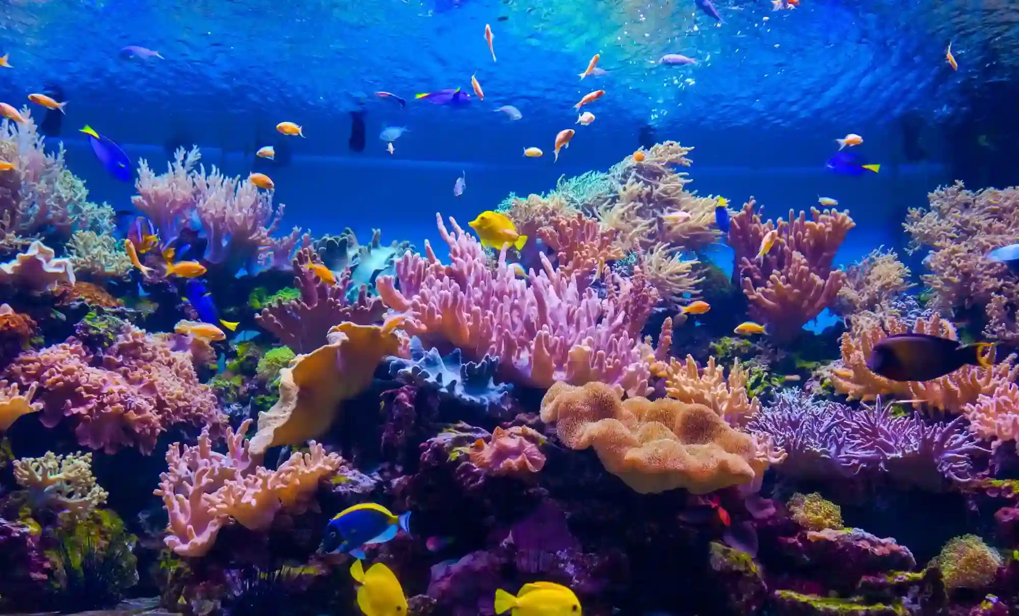 Breathtaking Coral Reefs-Snorkeling in Oman