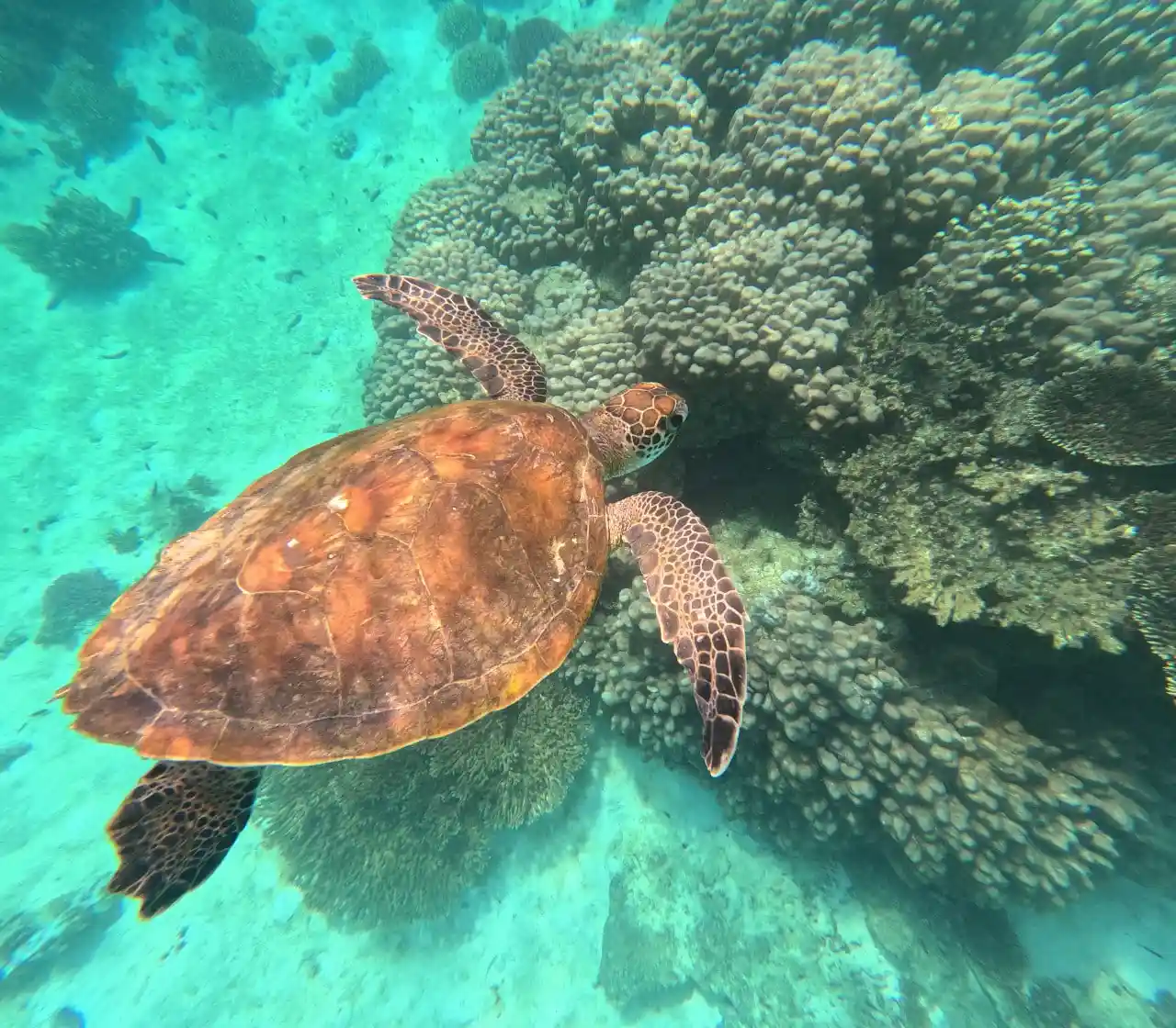 gallery1 Daymaniyat Island Tour