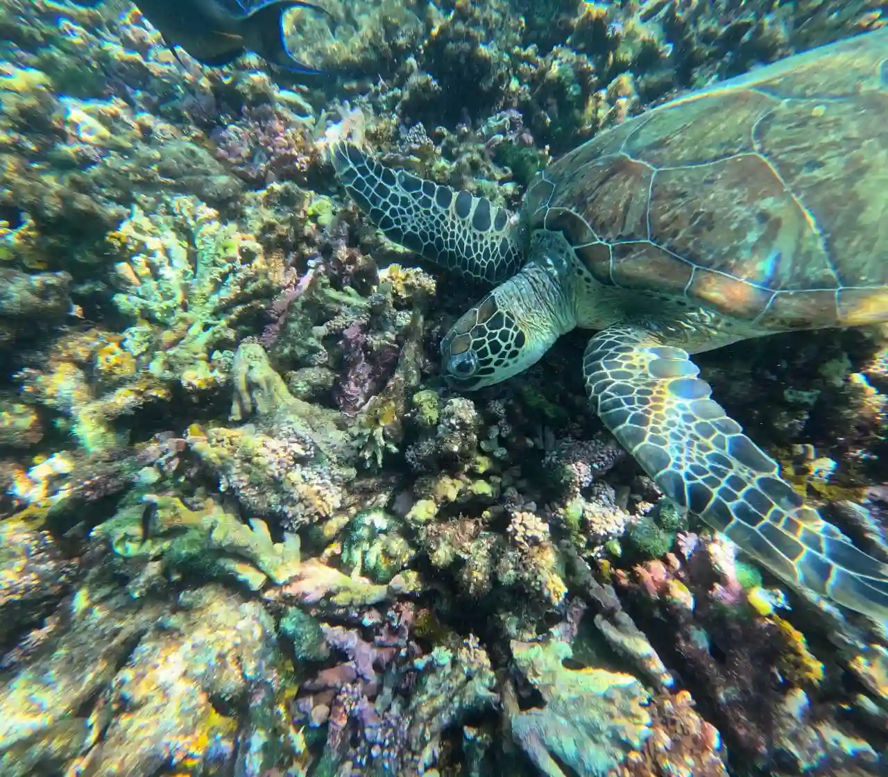 gallery2 Daymaniyat Island Tour