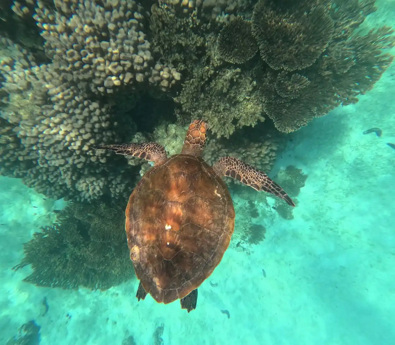 gallery3 Daymaniyat Island Tour
